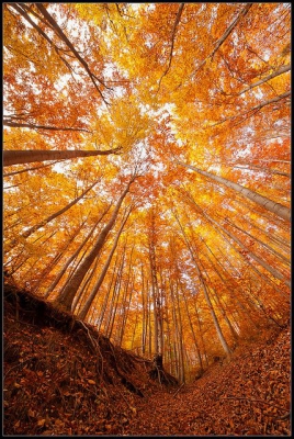 Осень в буковом лесу, Болгария