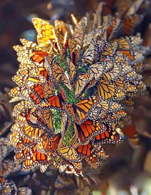Бабочки Данаида-монарх. Штат Мичоакан, Мексика