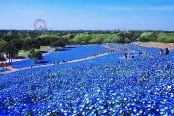 Небесный сад,Хитачи-Сисайд, Япония